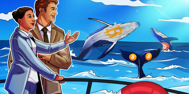 What is Bitcoin whale watching and how to track Bitcoin whales?